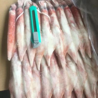 China Indonesia FROZEN Frozen Red Squid Seafood High Quality Fish for sale