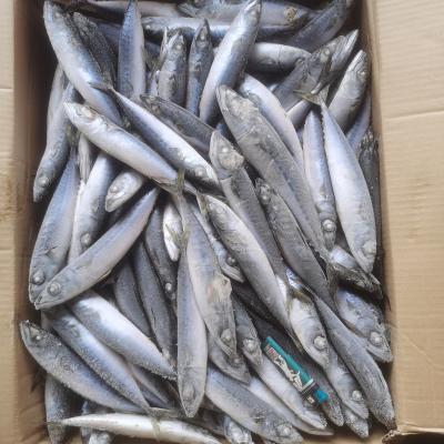 China Good Selling WR Frozen Pacific Mackerel JELLY for sale