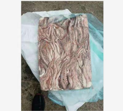 China Frozen Tentacle Peru Squid Squid Fish FROZEN Seafood for sale