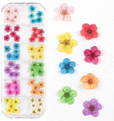 China Wholesale 3D Nail Art Dry Flowers Gel False Nail Decoration Nails Mini Dry Flower Leaf Stickers Nail Design 24 36 60 Pcs for sale