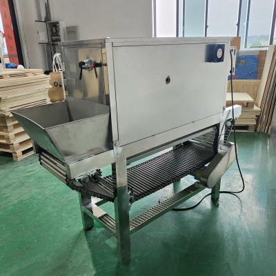 China High Quality Chenghui One Button Peeling Chain Onion Peeling Machine With Large Output And High Efficiency Production for sale