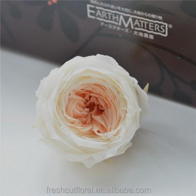 China Natural Touch and Fashion Wholesale European Style Real Flower Preserved David Austin Roses for sale