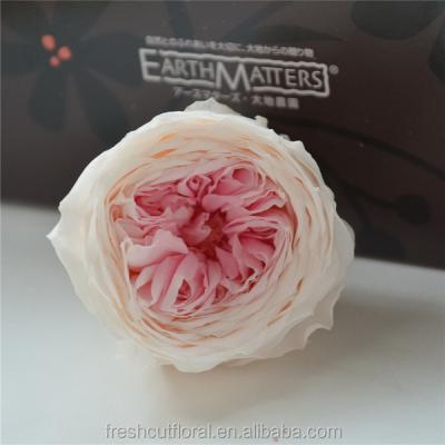 China 2017 Fashion Hot Selling Austin Rose Flower Cheap High Quality Natural Touch And Artificial Flower for sale