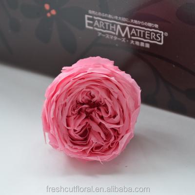 China Natural Touch and Fashion Preserved Garden Rose High Quality China Natural Preserved Austin Roses Real Touch For Wedding Table Centerpieces for sale