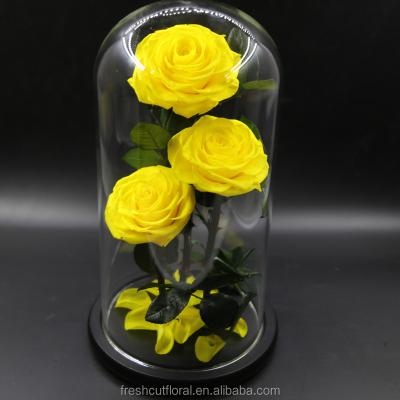 China Touch and Wholesale Fashion Natural Bright Yellow Three Preserved Decorative Preserved Roses in Big Glass Dome for Home Decoration for sale