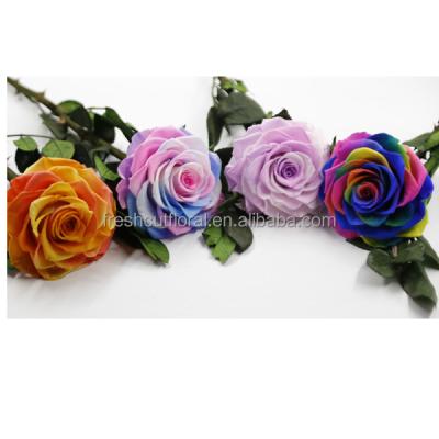 China Fresh Natural Large Size Single Eternity Eternal Stabilized Flower Preserved Rose Head With 20cm Stem For Glass Domes for sale