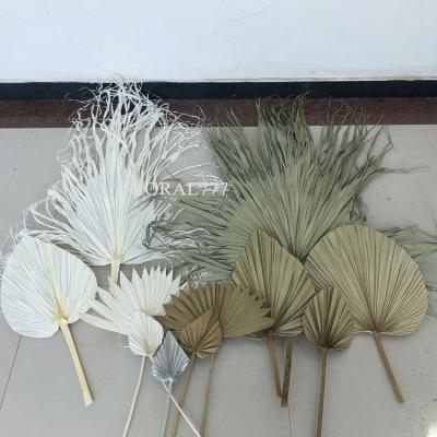 China Real and natural touch home wedding decorative dry flowers preserved shovel fan white sun bleached natural palm leaf for sale