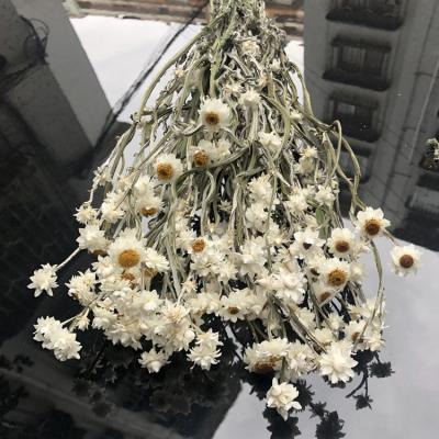 China Real and Long Lasting Wholesale Preserved Dried Flowers 100% Real Preserved Daisies Dried Chamomile Flowers Dried Silver Wrapped Chrysanthemum for sale