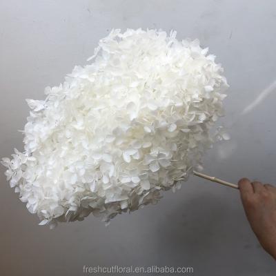 China Beautiful real colorful natural white hydrangea flower long stems in bags for wedding decoration for sale