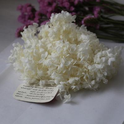 China Contact natural and Yunnan preserved hydrangea decoration wedding fashion background top selling prices for sale