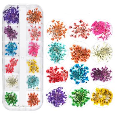 China Daisy Manicure Dry Flower For Nail 12 Color Star Sun Flower Cosmetics 10 New Type Japanese Nail Art Decoration Dry Flower for sale