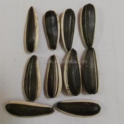 China Long dry sunflower seeds 601 for sale