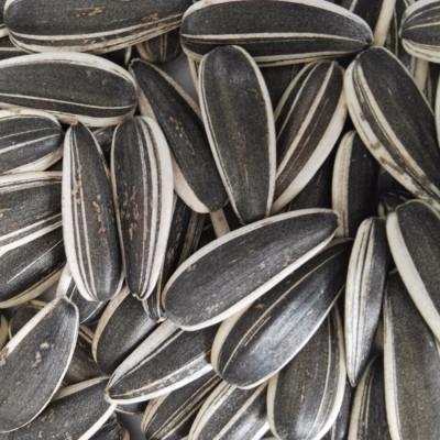 China Long sunflower seeds for sale