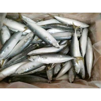 China New IQF Frozen Pacific Mackerel Organic Whole Whole Next Round Chub Mackerel for sale