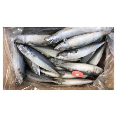 China Organic Atlantic Mackerel Frozen Chub Mackerel Mackerel 40-50pcs IQF Pacific Export for sale