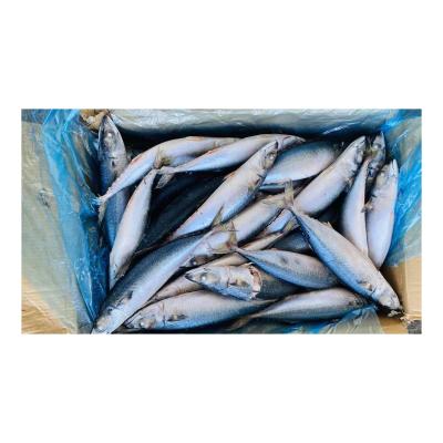 China Factory NO.2 Ikan Frozen Pacific Mackerel Organic Direct Scomber Pacific Mackerel japonicus for sale