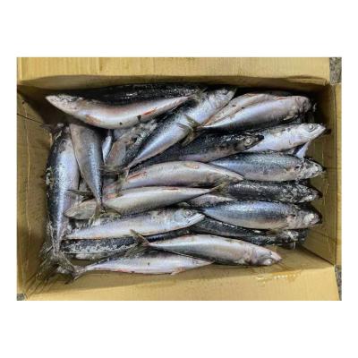 China Organic Whole Fresh Frozen Mackerel Fishing Pacific Mackerel Fish Mackerel for sale