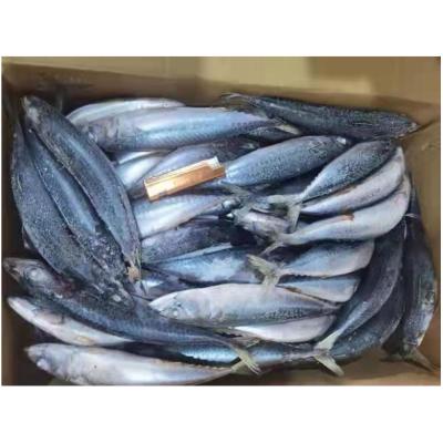 China Price Organic Sea Fish Scomber 100-200g Frozen Pacific Mackerel Japonicus for sale