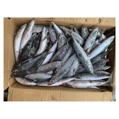 China Mackerel Organic Hot Sell Sea Frozen Food Mackerel Fish 100-200g Pacific Mackerel for sale