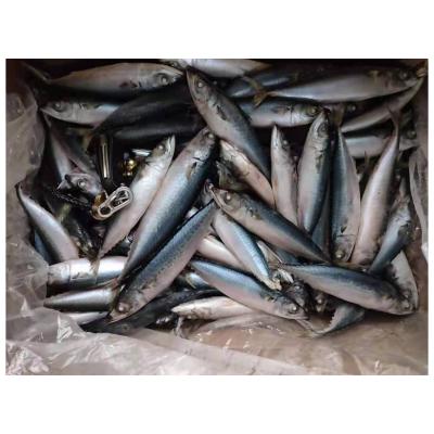 China Mackerel 100-200g Frozen Pacific Mackerel Organic Whole Round Sea Fish Scomber japonicus for sale