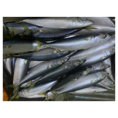 China 50-60pcs/kg Organic Frozen Pacific Land Mackerel Fish For Sale for sale