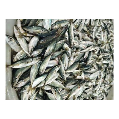 China New Land Hook Organic Frozen Mackerel Good Price Pacific Mackerel Fish for sale