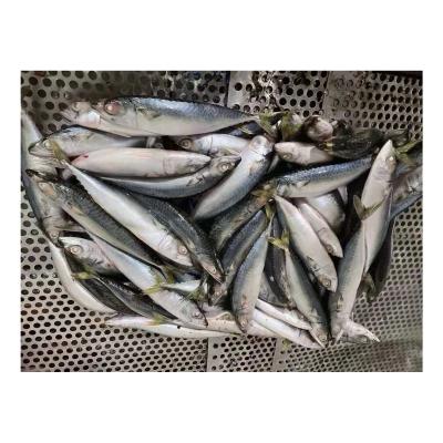 China Pacific Light Organic Land Mackerel Jelly Fishing 60-80pcs/kg Chub Mackerel For Indonesia for sale