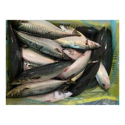 China Organic Ecuador Origin All Size Mackerel Land Pacific BQF Frozen Mackerel for sale