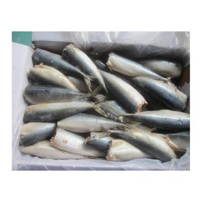 China Organic Gutted Headless Frozen Pacific Mackerel For Sale for sale