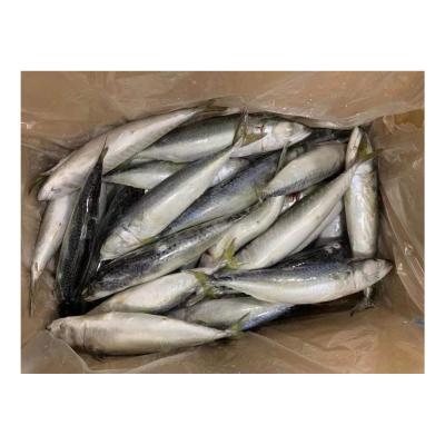 China 10kg Organic Per Box IQF Frozen Chub Mackerel Fish Pacific Mackerel for sale