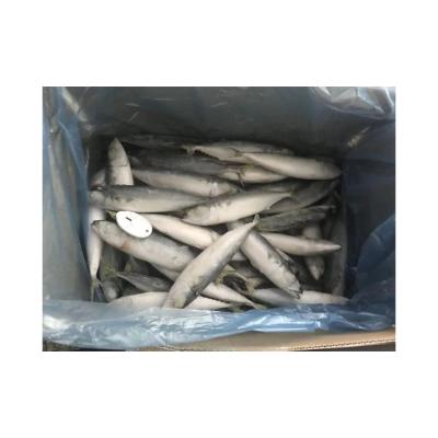 China Wholesale Price IQF Organic Pacific Mackerel Frozen Pacific Mackerel Fish For Processing for sale