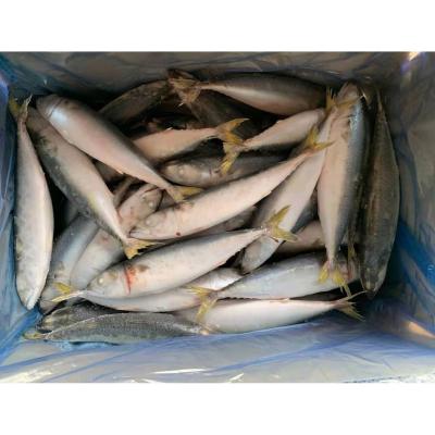 China Organic Top Sea Fish Pacific Mackerel Mackerel Fish From IQF Supplier All Mackerel Supliyers In China for sale