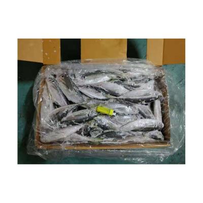 China Organic Korean Origin 20kg Carton Box Saurels Fish Grades Frozen Mackerel Saurels Scad for sale