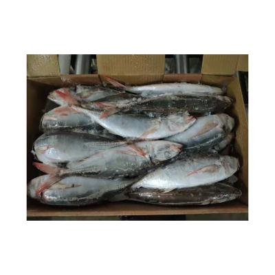 China Nature Organic Saurels Nutritious Red Tail Scad Mackerel Fish Saurels for sale