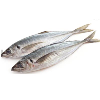 China NATURE Carapau Fresh Fish Box Prices Hot Africa Food Cheap Buyers Trachurus Big Eyes Frozen Fishfish for Namibia Market for sale