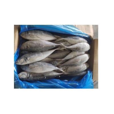 China Big Eye Saurels Big Eye Organic Balang Trachurus Fish Export Ex-stock Frozen Freshness Preservation for sale