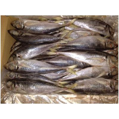 China NATURE Supplier Supply 22+ Chinese Fresh Frozen Fish Saurels For Market for sale