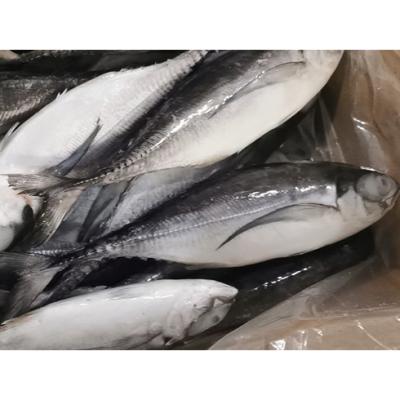 China Scad Hard Mackerel Good Quality Seafood Organic Bulk Packing Frozen Hard Tail Fish for sale