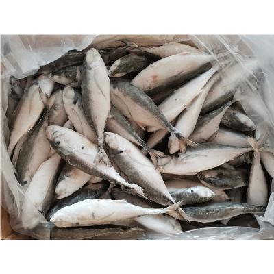 China Hot Sale China Factory Export Sea Fruits High Quality Fresh Saurels NATURE Sale Hard Frozen Tail Scad for sale