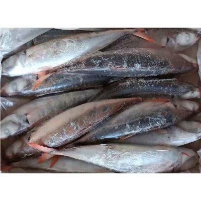 China Na Apat Ang Nasira Red Scad Top Organic Jelly Grade Pulang Buntot Groundbait Mackerel Mackerel Fish for sale