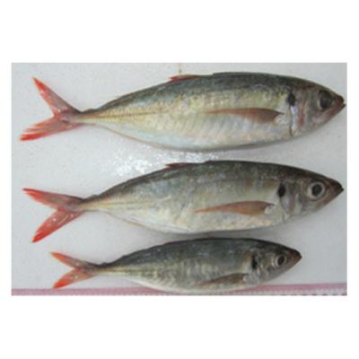 China NATURE Original Taiwan Fresh Fish Carangio Scad Wholesale Whole Round Frozen Red Tail Saurels for sale