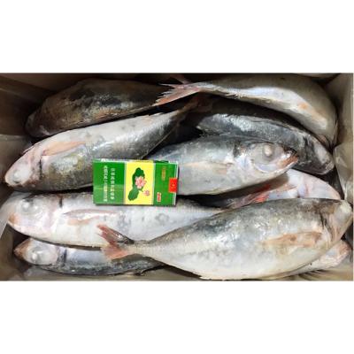 China NATURE China Supplier Seafood Fish Cartons Cheap Price WR Fresh Scad Frozen Red Tail Saurels In Mauritania for sale