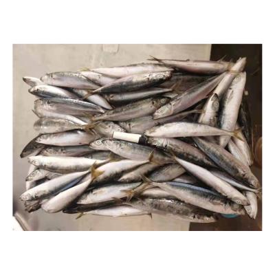 China Organic Ground Frozen Layang Around Scad Fish For Philippines for sale