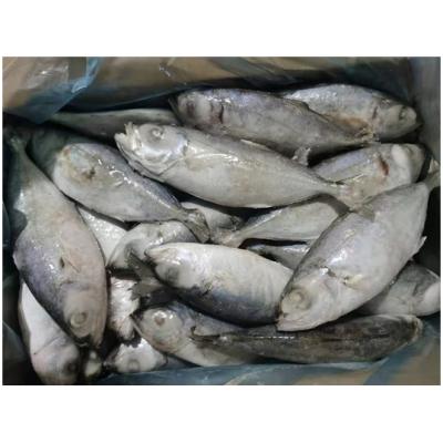 China Southeast Asia Organic Favorite Good Quality IQF Fresh Mackerel Fish Frozen Round Scad for sale