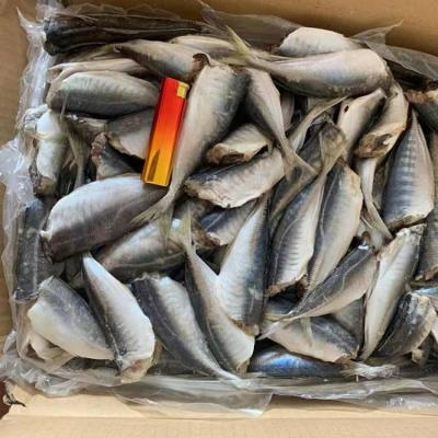 China Nature Good Prices Frozen Hg Saurels for sale