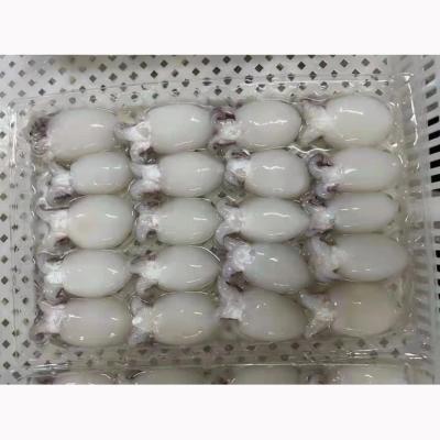 China Latest Nutritious Products Processing Sepia Cleaned Bulk Whole Frozen Cuttlefish for sale