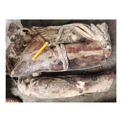 China 2-4pcs/kg Nutritious Gian Peru Big Size Frozen Squid For Sale for sale