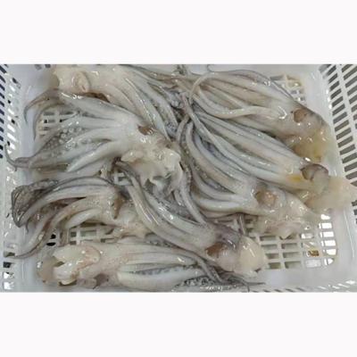 China Nutritious Australian Favorite Fresh Market Squid Illex Frozen Calamari IQF Squid Tentacle Head for sale