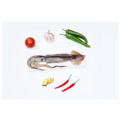 China New 150-200g Illex Frozen Squid Squid NATURE Hook Jigger Running Whole Round Squid Loligo for sale