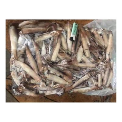 China Good Price Pacific Squid NATURE Squid Japanese Loligo Frozen Squid For Bait for sale